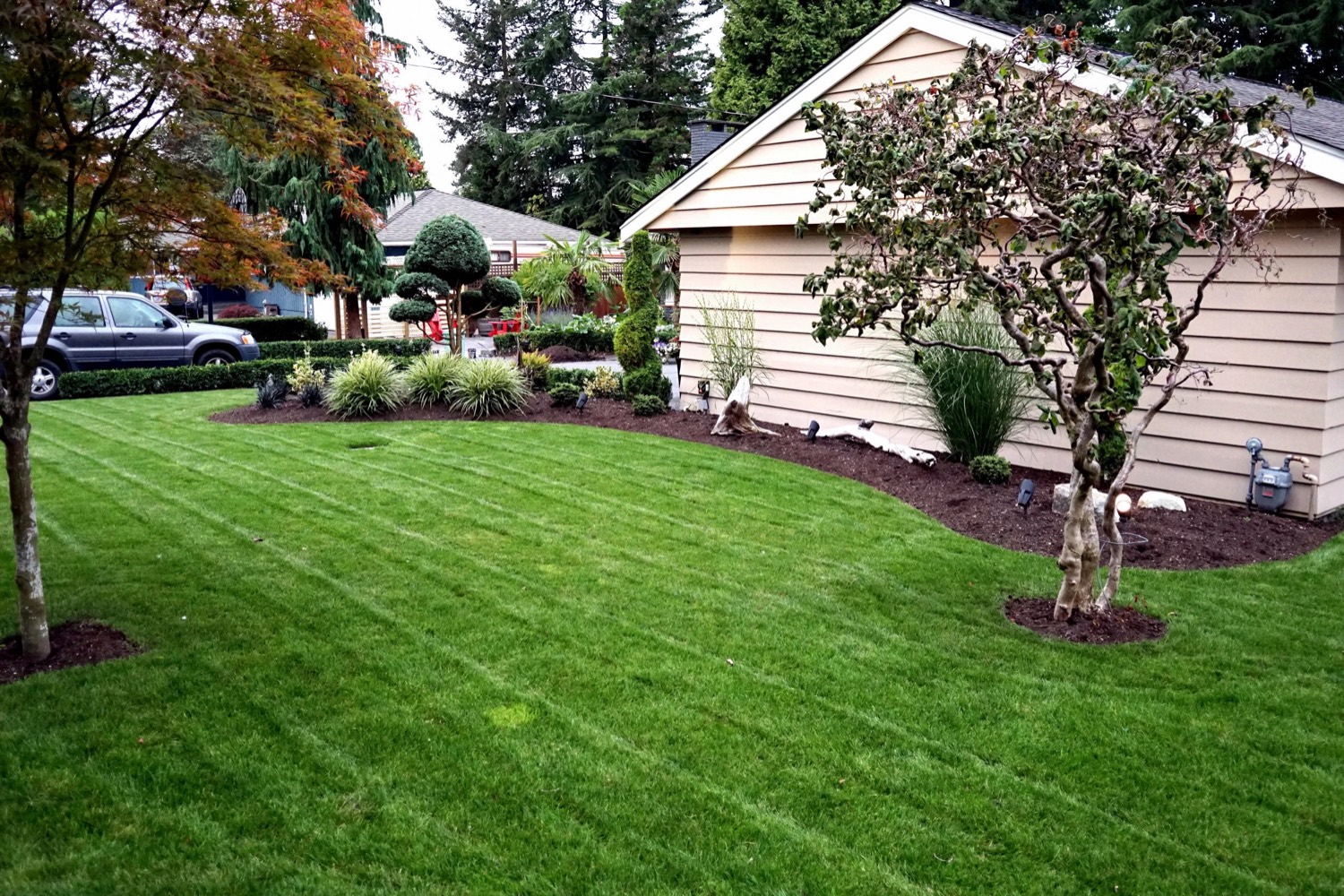 Lawn and specimen planting